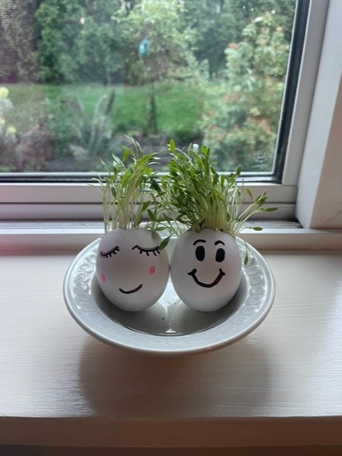 How to Grow Your Own Cress Egg Heads