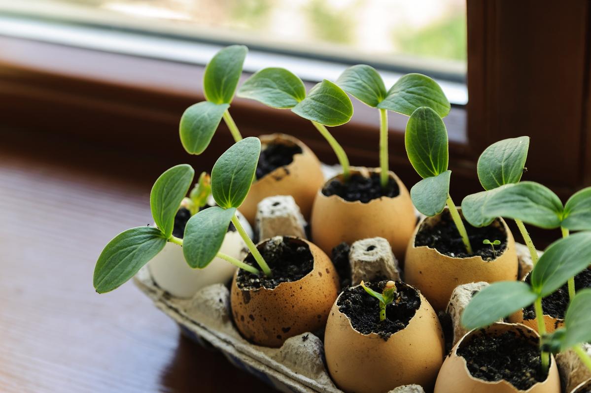 Egg Shells for Plants: Starter Pot Planters